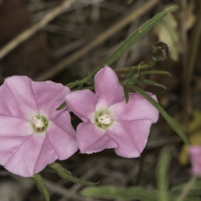 Convolvulus angustissimus subsp. angustissimus (Australian Bindweed) at Croke Place Grassland (CPG) - 13 Nov 2023 by kasiaaus