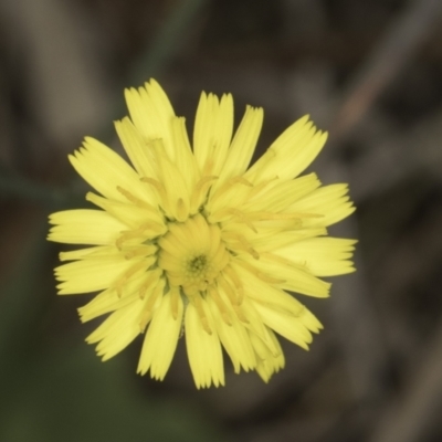 Unidentified Daisy at Croke Place Grassland (CPG) - 14 Nov 2023 by kasiaaus