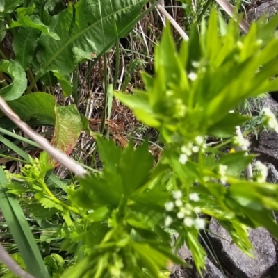 Berula erecta (Water Parsnip) at Sullivans Creek, Lyneham North - 15 Nov 2023 by Jiggy