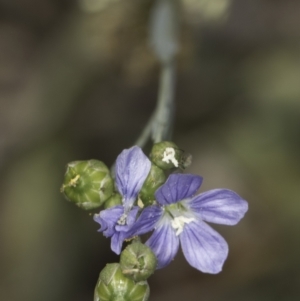 Linum marginale at Croke Place Grassland (CPG) - 14 Nov 2023 10:42 AM