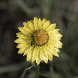 Xerochrysum viscosum at Croke Place Grassland (CPG) - 14 Nov 2023