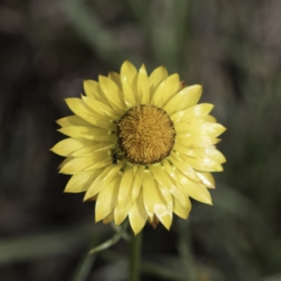 Xerochrysum viscosum (Sticky Everlasting) at McKellar, ACT - 13 Nov 2023 by kasiaaus