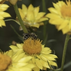 Xerochrysum viscosum at Croke Place Grassland (CPG) - 14 Nov 2023