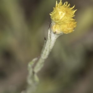 Chrysocephalum apiculatum at Croke Place Grassland (CPG) - 14 Nov 2023 11:06 AM