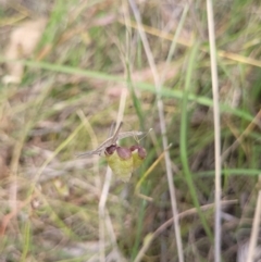 Keyacris scurra (Key's Matchstick Grasshopper) at Murringo, NSW - 7 Nov 2023 by forest17178