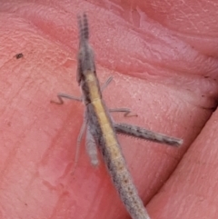 Keyacris scurra (Key's Matchstick Grasshopper) at Bibbenluke Common - 14 Nov 2023 by forest17178