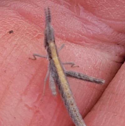 Keyacris scurra (Key's Matchstick Grasshopper) at Bibbenluke Common - 14 Nov 2023 by forest17178