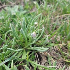 Rutidosis leiolepis (Monaro Golden Daisy) at Adaminaby, NSW - 13 Oct 2023 by forest17178