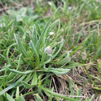 Rutidosis leiolepis (Monaro Golden Daisy) at Adaminaby, NSW - 13 Oct 2023 by forest17178