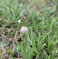 Rutidosis leiolepis at Adaminaby, NSW - 13 Oct 2023