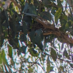 Pachycephala rufiventris (Rufous Whistler) at Woomargama National Park - 14 Nov 2023 by Darcy