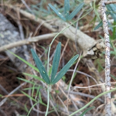 Glycine clandestina (Twining Glycine) at Woomargama, NSW - 14 Nov 2023 by Darcy