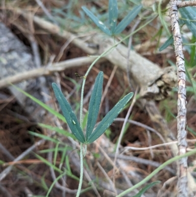 Glycine clandestina (Twining Glycine) at Woomargama, NSW - 15 Nov 2023 by Darcy