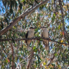 Dacelo novaeguineae (Laughing Kookaburra) at Woomargama, NSW - 15 Nov 2023 by Darcy