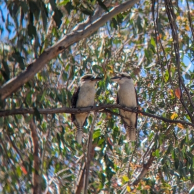 Dacelo novaeguineae (Laughing Kookaburra) at Woomargama, NSW - 15 Nov 2023 by Darcy