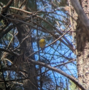 Eopsaltria australis at Woomargama, NSW - 15 Nov 2023