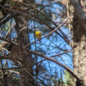 Eopsaltria australis at Woomargama, NSW - 15 Nov 2023