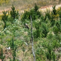 Dacelo novaeguineae (Laughing Kookaburra) at Woomargama, NSW - 15 Nov 2023 by Darcy