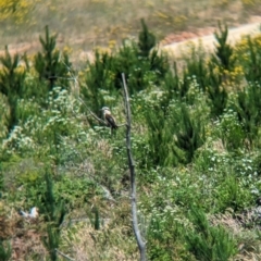 Dacelo novaeguineae at Woomargama, NSW - 15 Nov 2023