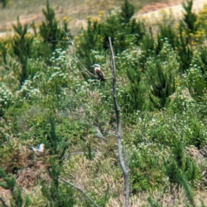 Dacelo novaeguineae at Woomargama, NSW - 15 Nov 2023