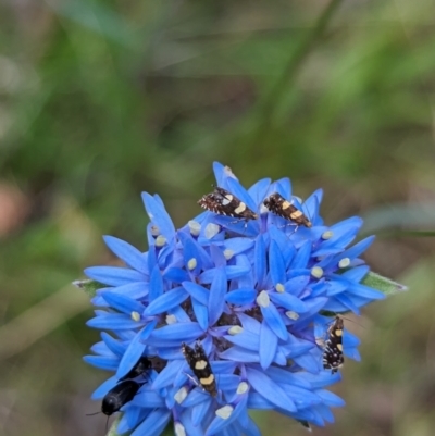 Glyphipterix chrysoplanetis at Woomargama National Park - 15 Nov 2023 by Darcy