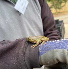 Litoria caerulea (Green Tree Frog) at Aranda, ACT - 14 Nov 2023 by NickiTaws
