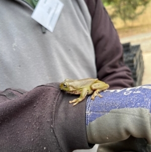 Litoria caerulea at Aranda, ACT - 15 Nov 2023 09:25 AM