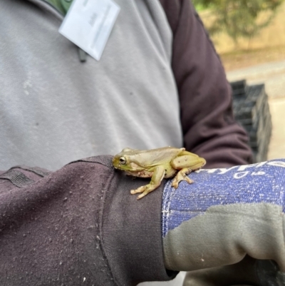 Litoria caerulea (Green Tree Frog) at Aranda, ACT - 14 Nov 2023 by NickiTaws