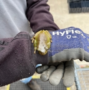 Litoria caerulea at Aranda, ACT - 15 Nov 2023