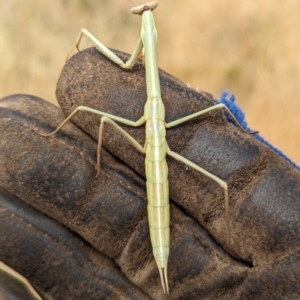 Archimantis sobrina at The Pinnacle - 16 Nov 2023