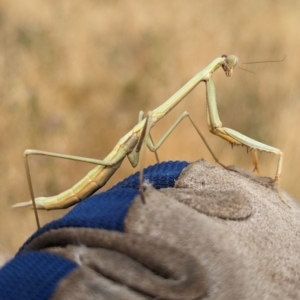 Archimantis sobrina at The Pinnacle - 16 Nov 2023