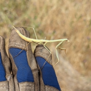 Archimantis sobrina at The Pinnacle - 16 Nov 2023