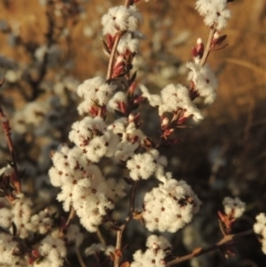 Leucopogon attenuatus (Small-leaved Beard Heath) at Pine Island to Point Hut - 7 Aug 2023 by michaelb