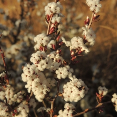 Styphelia attenuata (Small-leaved Beard Heath) at Tuggeranong, ACT - 7 Aug 2023 by MichaelBedingfield