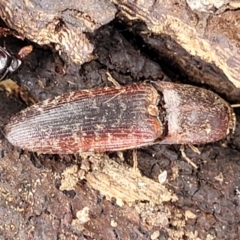 Monocrepidus submarmoratus (Click beetle) at Corroboree Park - 16 Nov 2023 by trevorpreston