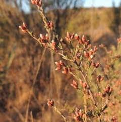 Cryptandra speciosa subsp. speciosa (Silky Cryptandra) at Pine Island to Point Hut - 7 Aug 2023 by michaelb