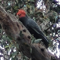 Callocephalon fimbriatum (Gang-gang Cockatoo) at Corroboree Park - 16 Nov 2023 by trevorpreston