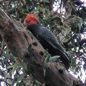 Callocephalon fimbriatum at Ainslie, ACT - 16 Nov 2023