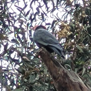 Callocephalon fimbriatum at Ainslie, ACT - 16 Nov 2023