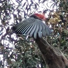 Callocephalon fimbriatum at Ainslie, ACT - 16 Nov 2023