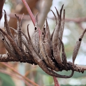 Terobiella sp. (genus) at Ainslie, ACT - 16 Nov 2023