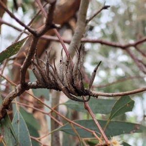 Terobiella sp. (genus) at Ainslie, ACT - 16 Nov 2023