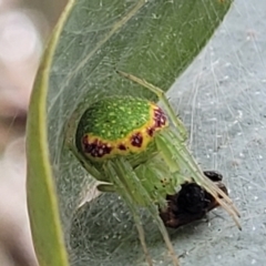 Araneus circulissparsus (species group) (Speckled Orb-weaver) at Ainslie, ACT - 16 Nov 2023 by trevorpreston