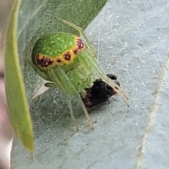 Araneus circulissparsus (species group) at Corroboree Park - 16 Nov 2023 11:29 AM