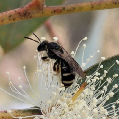 Lasioglossum (Chilalictus) sp. (genus & subgenus) (Halictid bee) at Ainslie, ACT - 16 Nov 2023 by trevorpreston