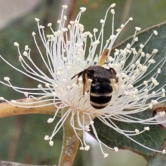 Lasioglossum (Chilalictus) sp. (genus & subgenus) at Ainslie, ACT - 16 Nov 2023 11:12 AM