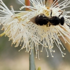 Lasioglossum (Chilalictus) sp. (genus & subgenus) at Ainslie, ACT - 16 Nov 2023 11:12 AM