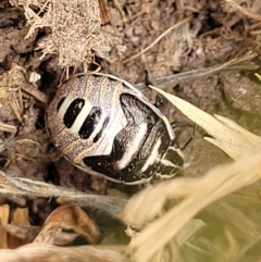 Dictyotus caenosus (Brown Shield Bug) at Ainslie, ACT - 15 Nov 2023 by trevorpreston
