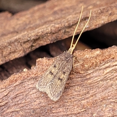Achoria inopina (A Longhorned Moth (family Leciithoceridae)) at Ainslie, ACT - 15 Nov 2023 by trevorpreston