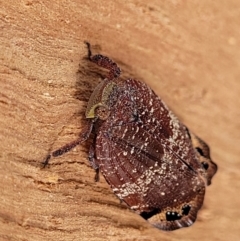 Platybrachys vidua at Ainslie, ACT - 16 Nov 2023